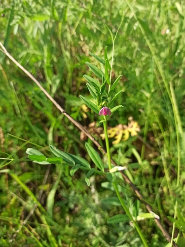 Common vetch (Vicia sativa)