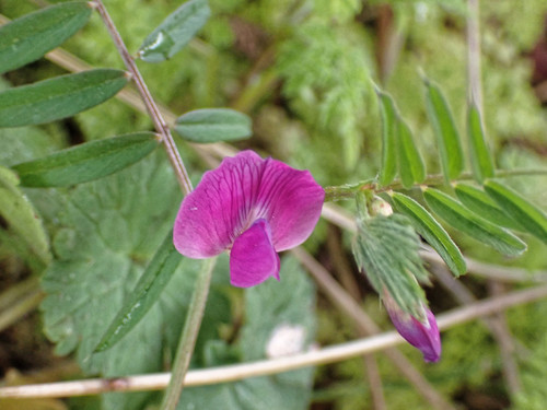 Common vetch (Vicia sativa)