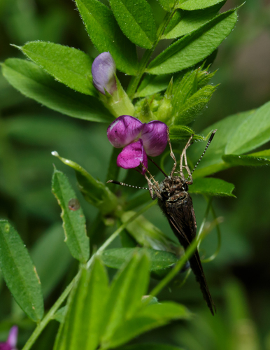 Common vetch (Vicia sativa)