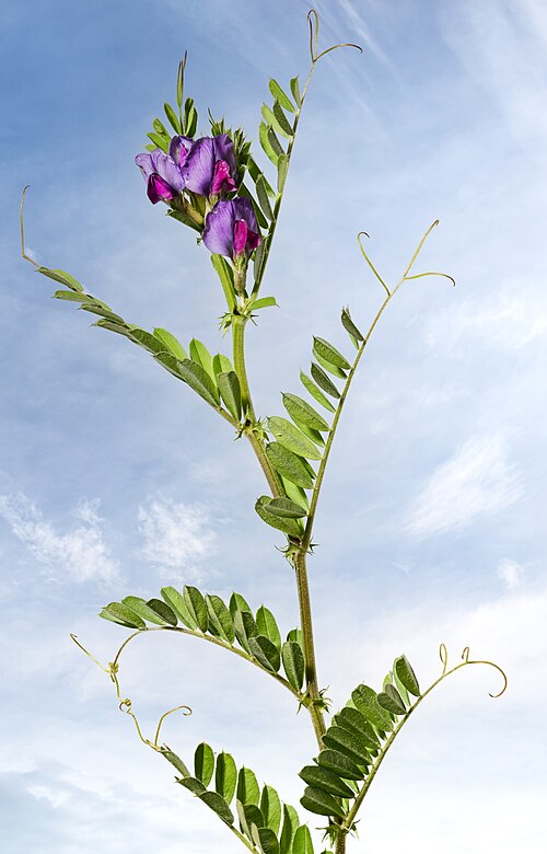 Common vetch: Common vetch