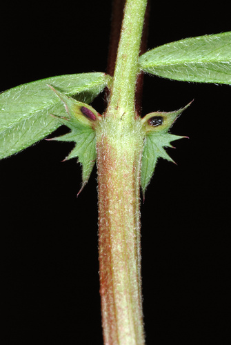 Common vetch (Vicia sativa)
