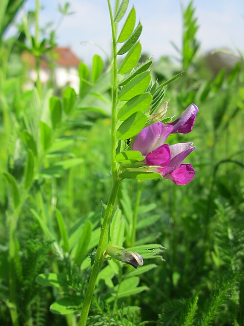 Common vetch: Futterwicke ( Vicia sativa ) im Landesgartenschaupark Hockenheim