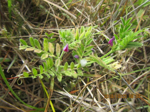 Common vetch (Vicia sativa)