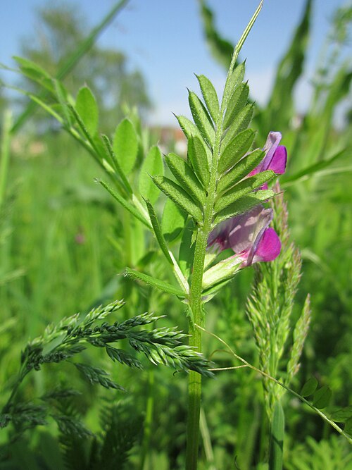 Common vetch: Futterwicke ( Vicia sativa ) im Landesgartenschaupark Hockenheim