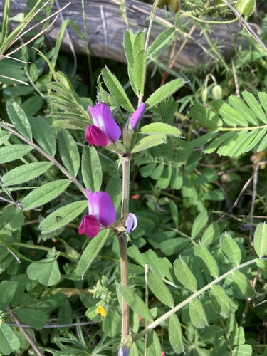 Common vetch (Vicia sativa)