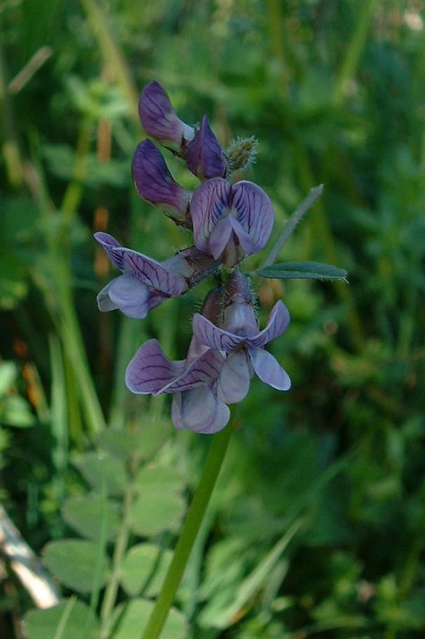 Bush vetch: Vesce des haies ( Vicia sepium ), photo J.F. Gaffard, fr:Montboillon ,avril 2004,