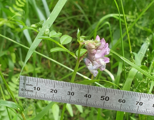 Bush vetch (Vicia sepium)