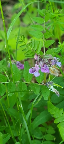 Bush vetch (Vicia sepium)