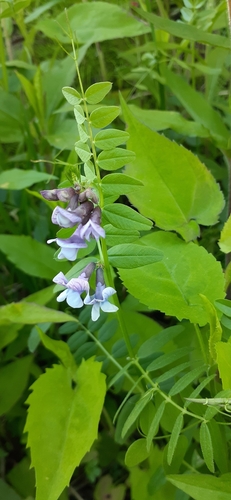 Bush vetch (Vicia sepium)