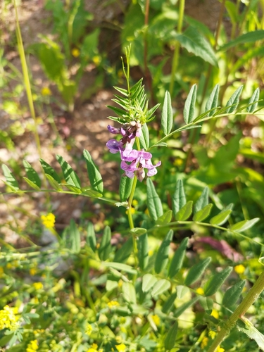 Bush vetch (Vicia sepium)