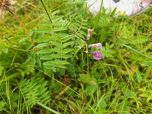 Bush vetch