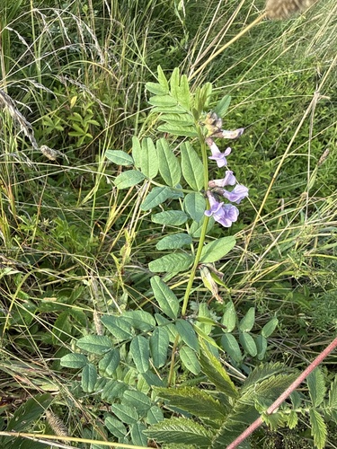 Bush vetch (Vicia sepium)