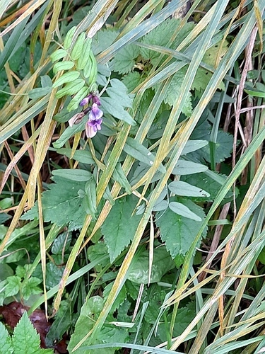 Bush vetch (Vicia sepium)