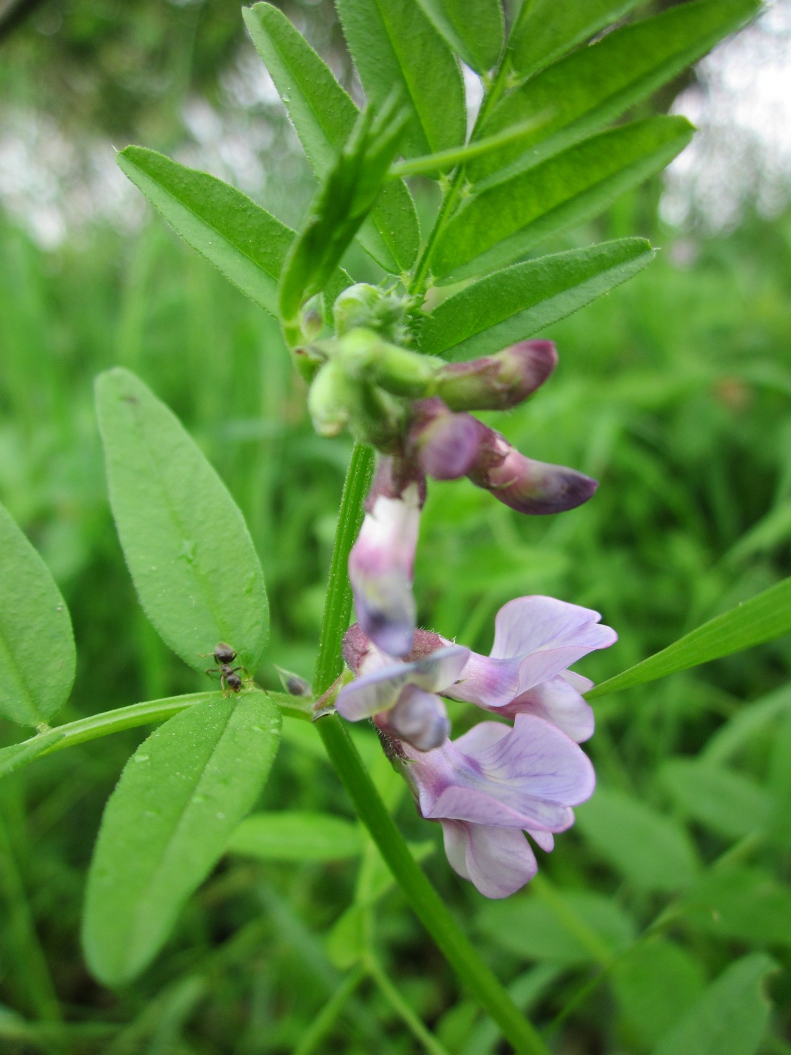 Bush vetch: Zaun-Wicke ( Vicia sepium ) im Hockenheimer Rheinbogen