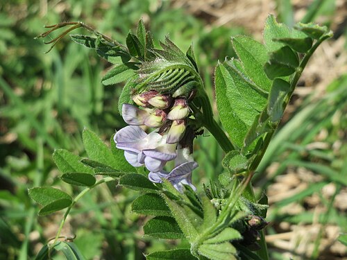 Bush vetch: Zaun-Wicke ( Vicia sepium ) im Hockenheimer Rheinbogen