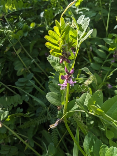 Bush vetch (Vicia sepium)