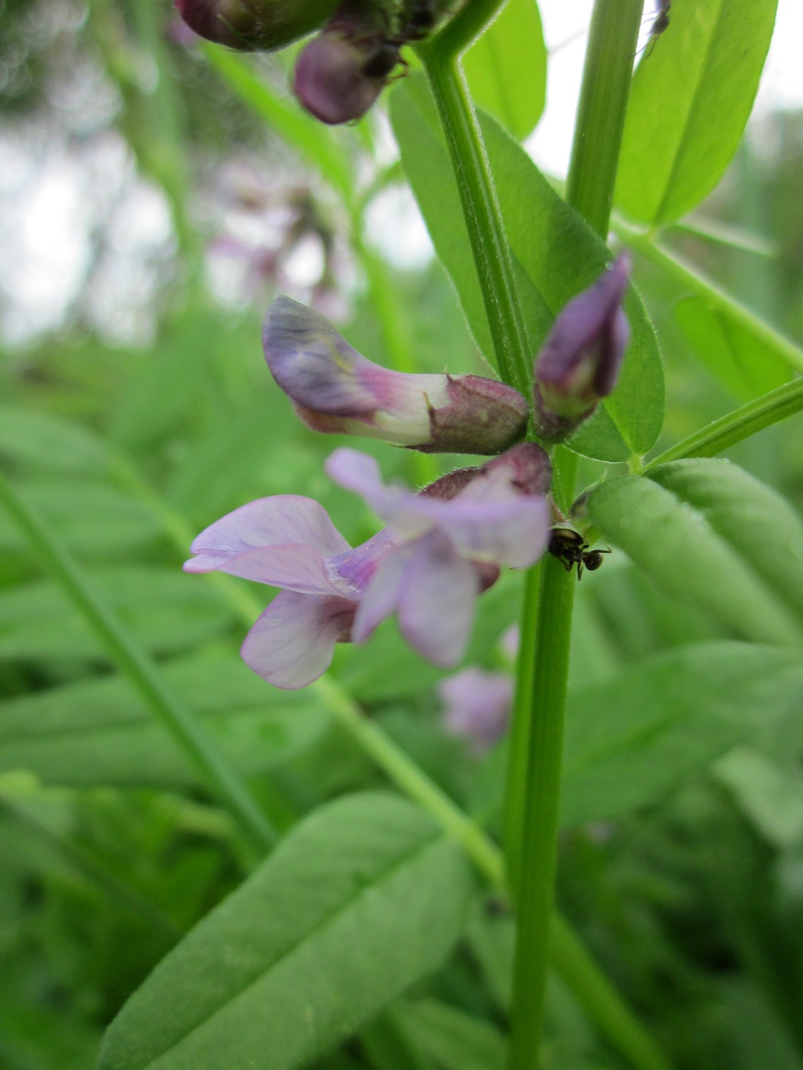 Bush vetch: Zaun-Wicke ( Vicia sepium ) im Hockenheimer Rheinbogen