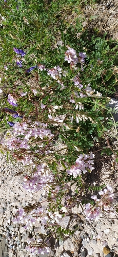 Wood vetch (Vicia sylvatica)