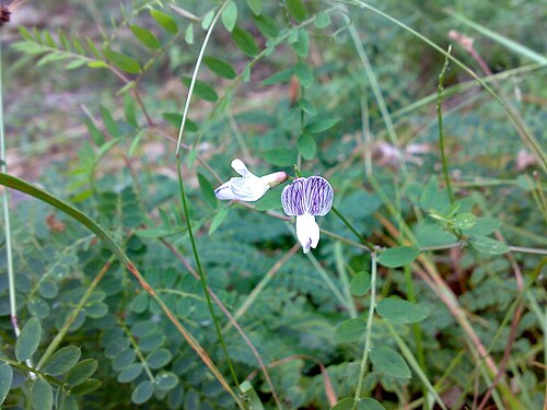Wood vetch: Vicia sylvatica in Hurum, Norway