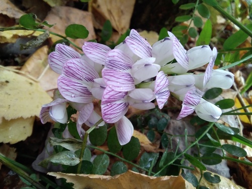 Wood vetch (Vicia sylvatica)