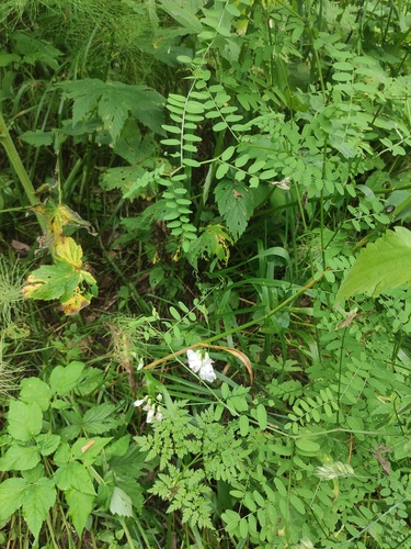 Wood vetch (Vicia sylvatica)