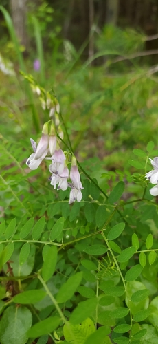 Wood vetch (Vicia sylvatica)