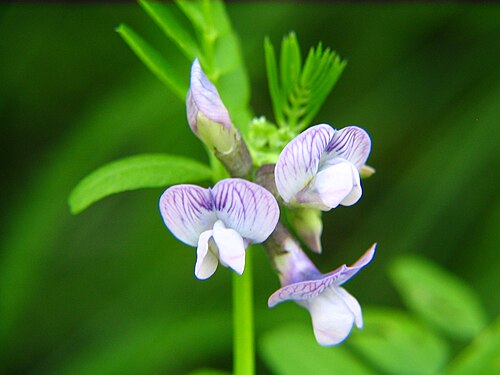 Wood vetch: Vicia sylvatica