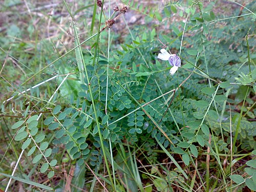 Wood vetch: Vicia sylvatica in Hurum, Norway.
