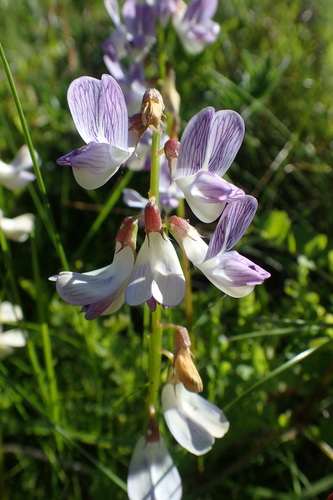 Wood vetch (Vicia sylvatica)