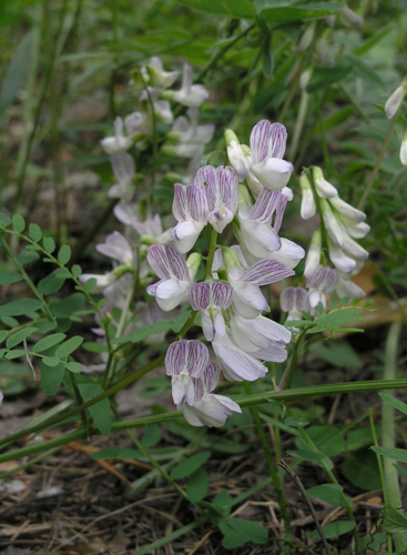 Wood vetch (Vicia sylvatica)
