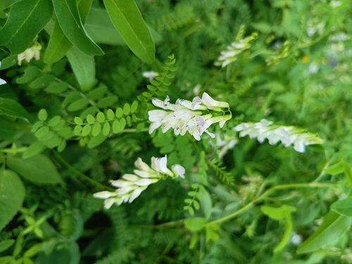 Wood vetch (Vicia sylvatica)