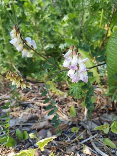 Wood vetch (Vicia sylvatica)