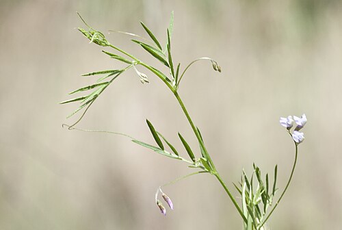 Lentil vetch: An unidentified Vicia sp. Leaves are very narrow and folwers are very small. Balcalı - Adana, Turkey
