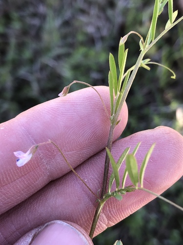 Lentil vetch (Vicia tetrasperma)