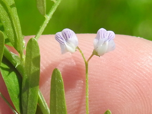 Lentil vetch (Vicia tetrasperma)