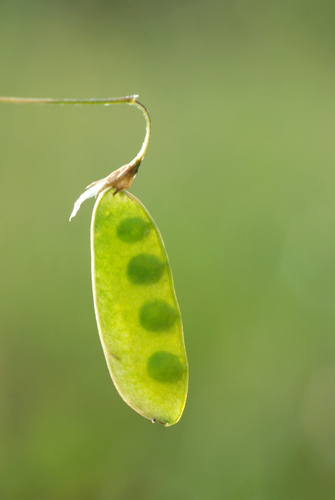 Lentil vetch (Vicia tetrasperma)