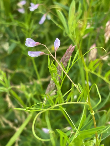 Lentil vetch (Vicia tetrasperma)