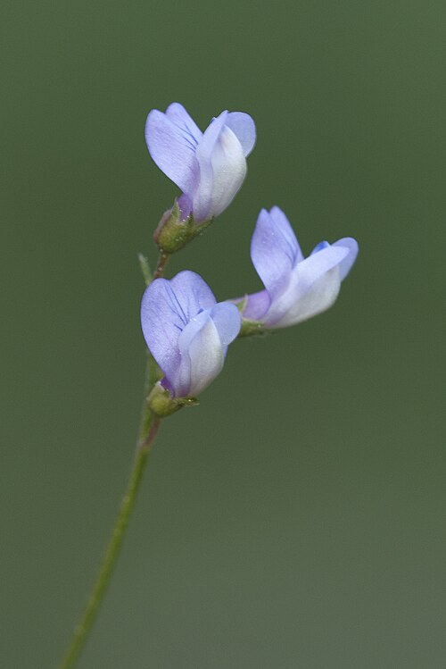 Lentil vetch: An unidentified Vicia sp. Leaves are very narrow and folwers are very small. Balcalı - Adana, Turkey