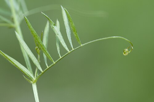 Lentil vetch: An unidentified Vicia sp. Leaves are very narrow and folwers are very small. Balcalı - Adana, Turkey