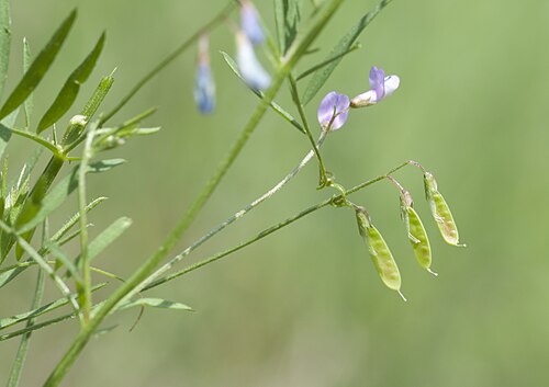 Lentil vetch: An unidentified Vicia sp. Leaves are very narrow and folwers are very small. Balcalı - Adana, Turkey