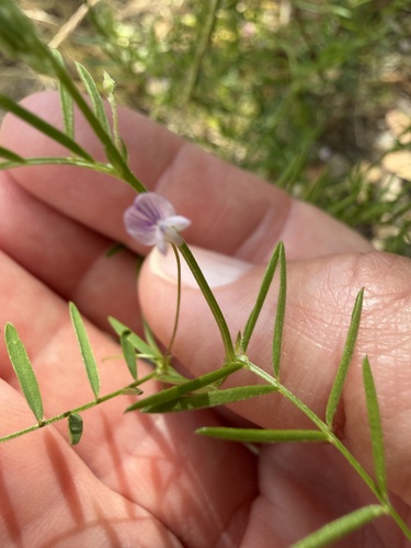 Lentil vetch (Vicia tetrasperma)