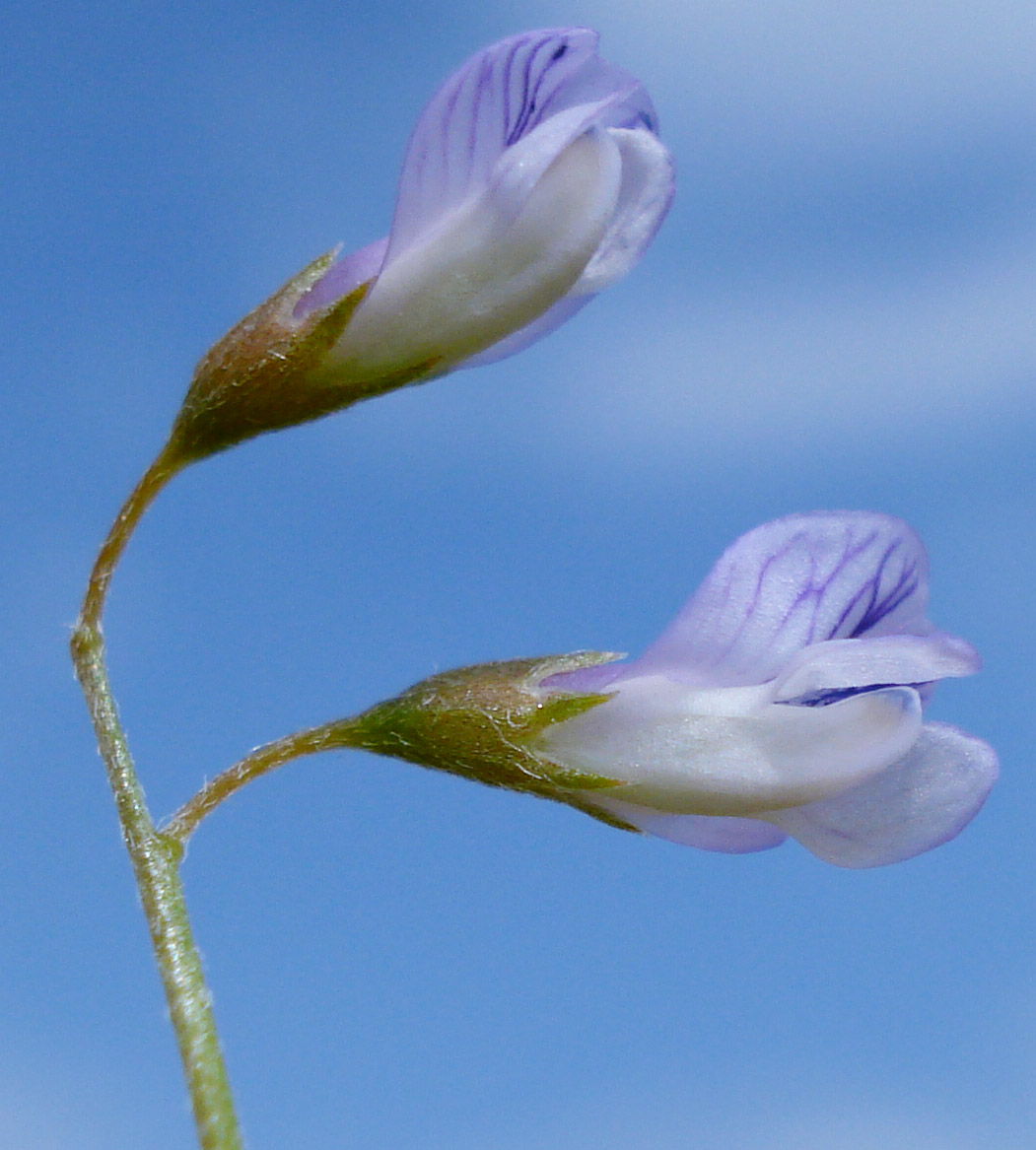 Lentil vetch: Vicia tetrasperma
