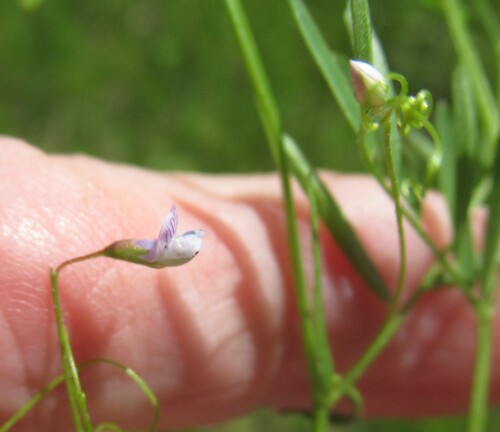 Lentil vetch (Vicia tetrasperma)