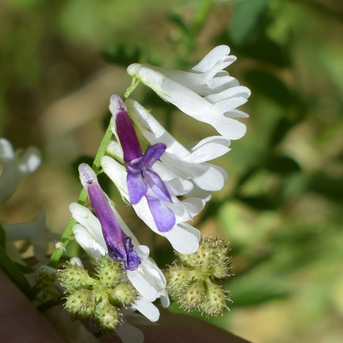 Fodder vetch (Vicia villosa)