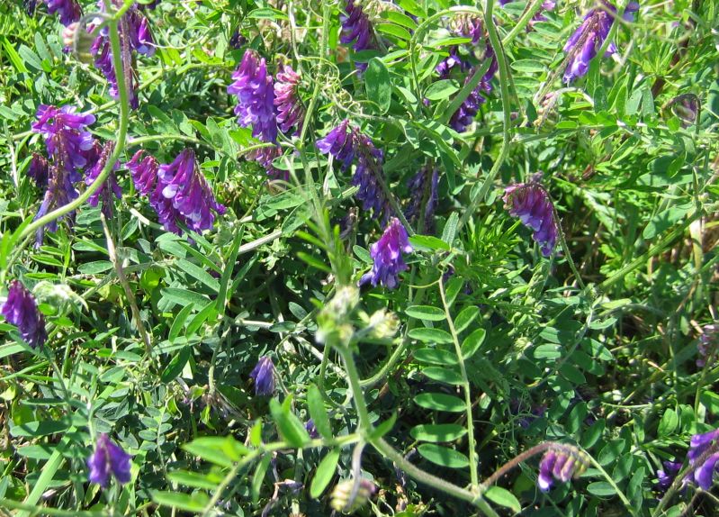 Fodder vetch: Vicia villosa , Kristian Peters 3.7.2004, Warnow-Wiesen