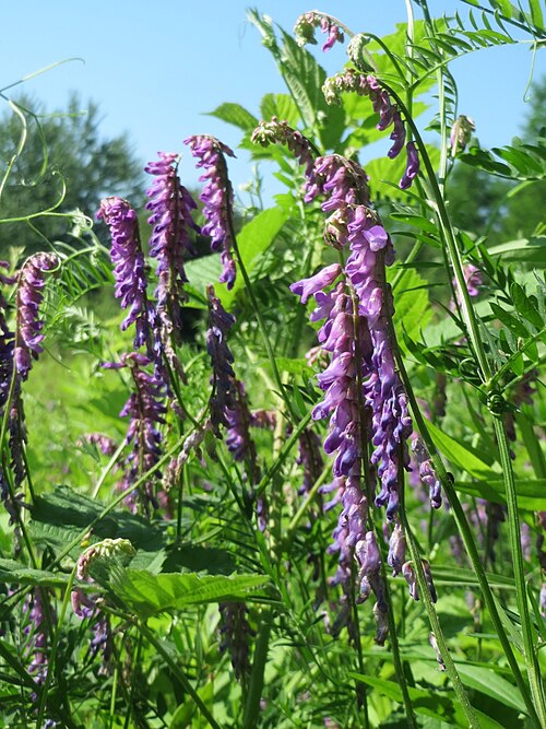 Fodder vetch: Zottige Wicke ( Vicia villosa ) im Naturschutzgebiet „St. Arnualer Wiesen“