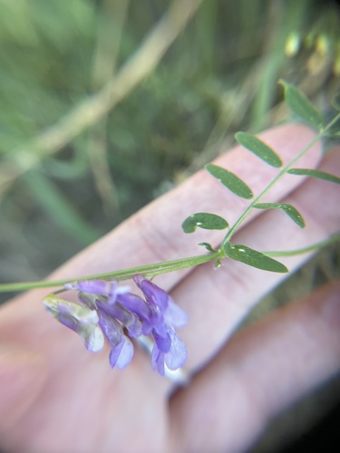 Fodder vetch (Vicia villosa)