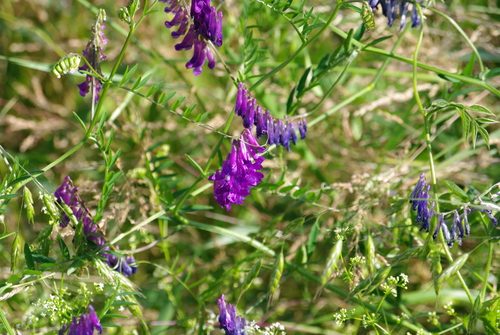 Fodder vetch (Vicia villosa)