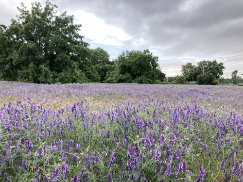Fodder vetch (Vicia villosa)
