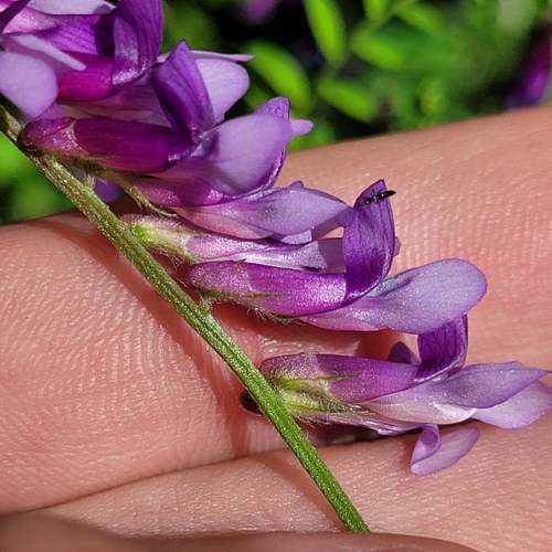 Fodder vetch (Vicia villosa)